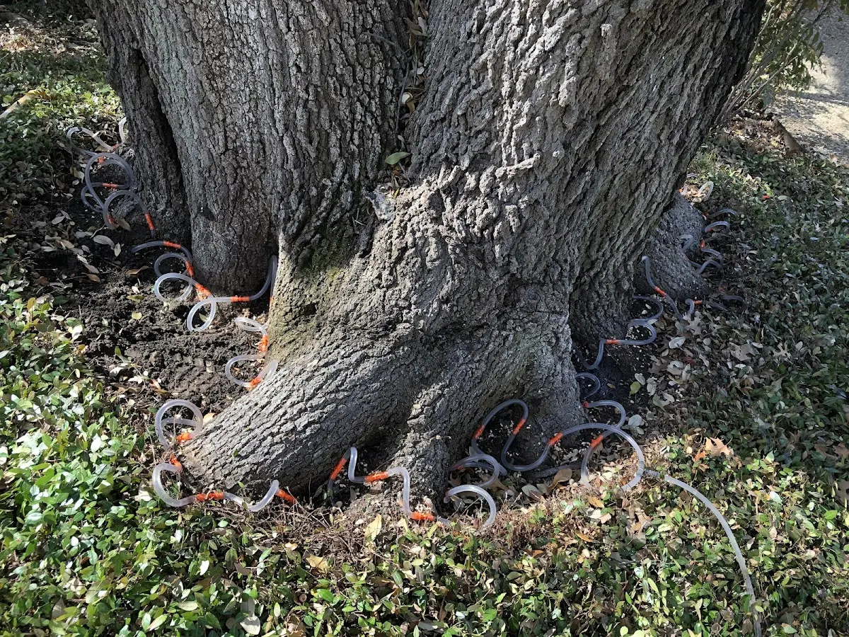 Detailed Tree Cabling and Bracing job site in San Clemente
