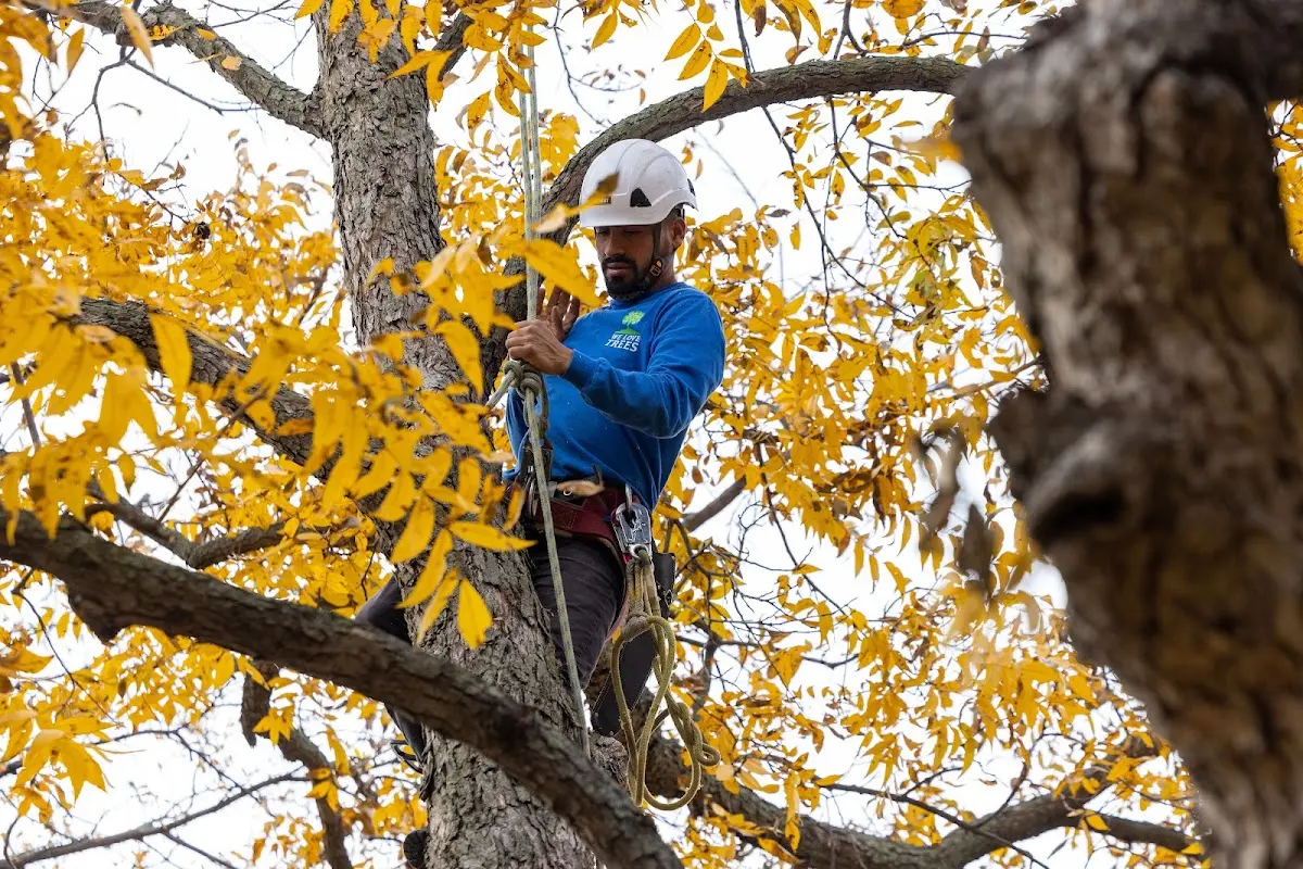 Skilled Tree Planing crew working in San Clemente