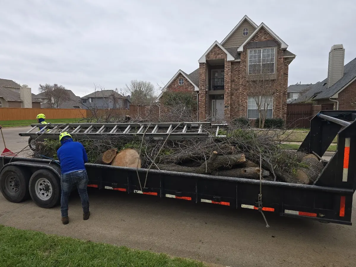 Expert Tree Pest Control with proper safety equipment in San Clemente